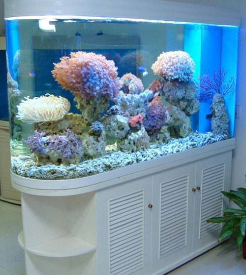 居家养鱼风水讲究，怎么养鱼招财运？