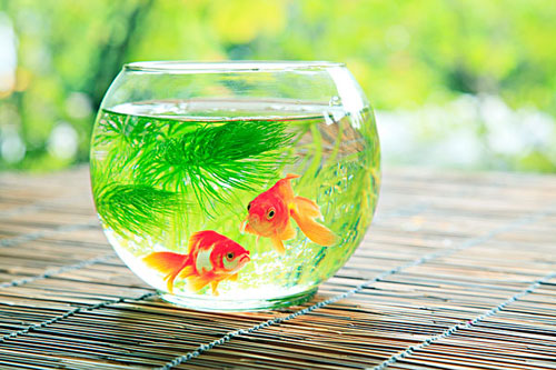 居家养鱼风水讲究，怎么养鱼招财运？